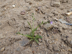 Gilia crassifolia