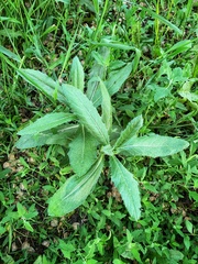 Cirsium arvense