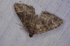 Xanthorhoe vacuaria