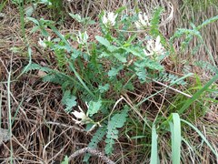 Astragalus polygala