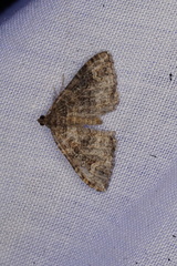 Xanthorhoe vacuaria