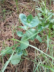 Hylotelephium caucasicum