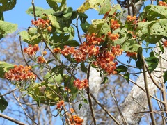 Pseudogynoxys haenkei