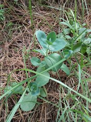 Hylotelephium caucasicum