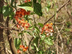 Pseudogynoxys haenkei