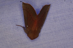 Hypsidia niphosema