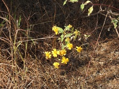 Verbesina hypoglauca