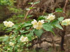 Philadelphus pekinensis