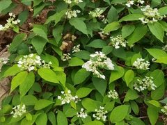 Hydrangea bretschneideri