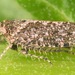Texananus - Photo (c) skitterbug, algunos derechos reservados (CC BY), subido por skitterbug