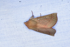 Hypsidia niphosema
