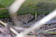 Fejervarya multistriata