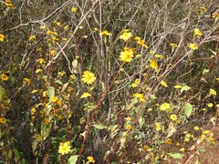 Verbesina hypoglauca