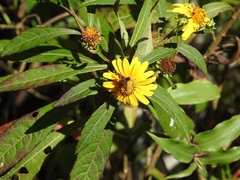 Verbesina neriifolia