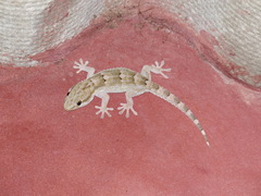 Tarentola senegambiae