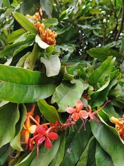 Saraca asoca