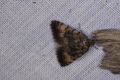 Dichromodes semicanescens