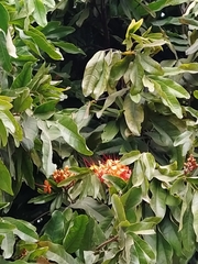 Saraca asoca