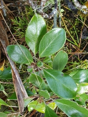 Brachyglottis buchananii