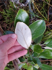 Brachyglottis buchananii