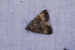 Dichromodes semicanescens