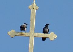 Corvus cornix