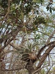 Tillandsia makoyana