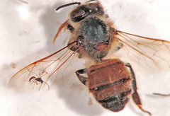 Apis mellifera
