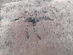 Eusparassus