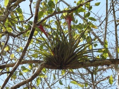 Tillandsia zoquensis