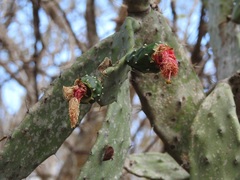 Opuntia dejecta