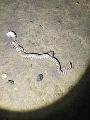 Crotalus oreganus oreganus