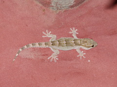 Tarentola senegambiae