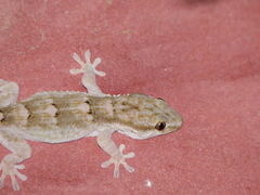 Tarentola senegambiae