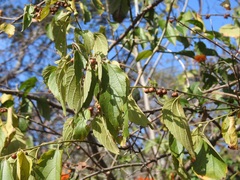 Celtis caudata