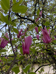 Magnolia