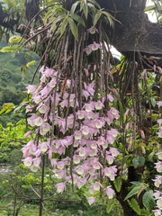 Dendrobium aphyllum