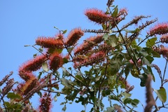 Combretum fruticosum