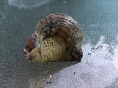 Pterioidea