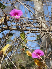 Ipomoea bernoulliana