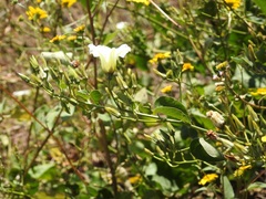 Ipomoea corymbosa