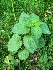 Lamium album