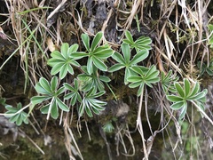 Alchemilla conjuncta