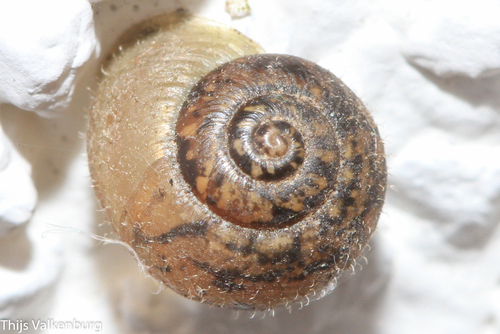 Ponentina grandiducta