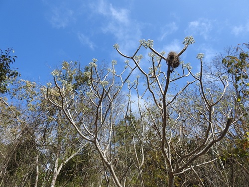Cnidoscolus aconitifolius