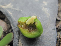 Hoplocampa