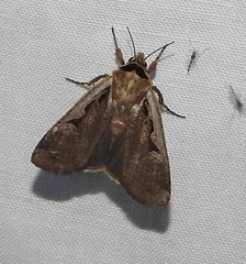 Parabagrotis formalis