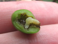Hoplocampa