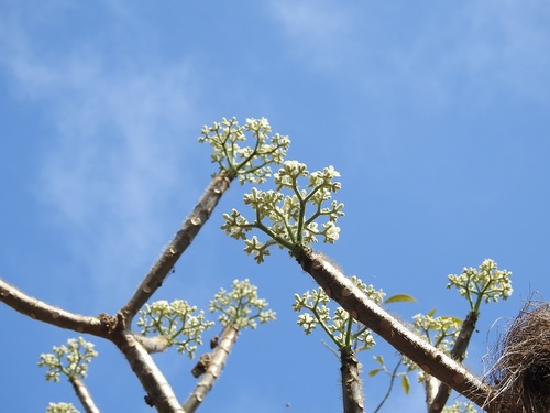 Cnidoscolus aconitifolius
