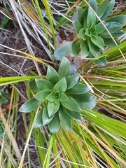 Gentianella impressinervia